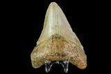 Fossil Megalodon Tooth - North Carolina #109865-1